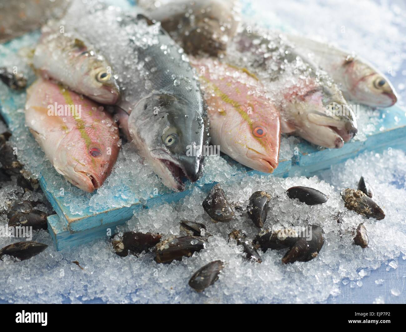 Meeresfrüchte Sorten Stockfoto