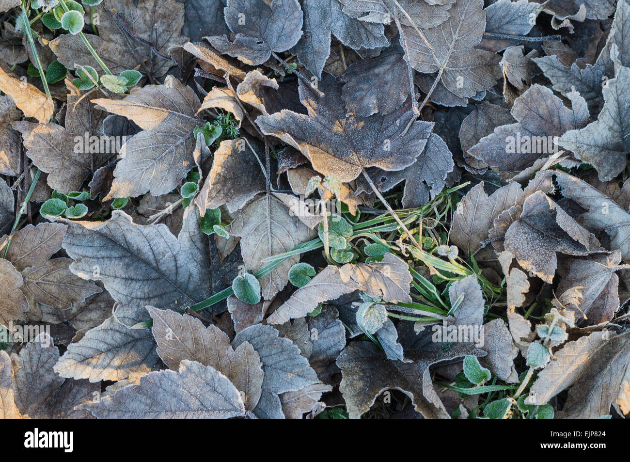 Morgendliche Aussicht auf einem gefallenen Herbst Blatt mit Hoar-frost Stockfoto