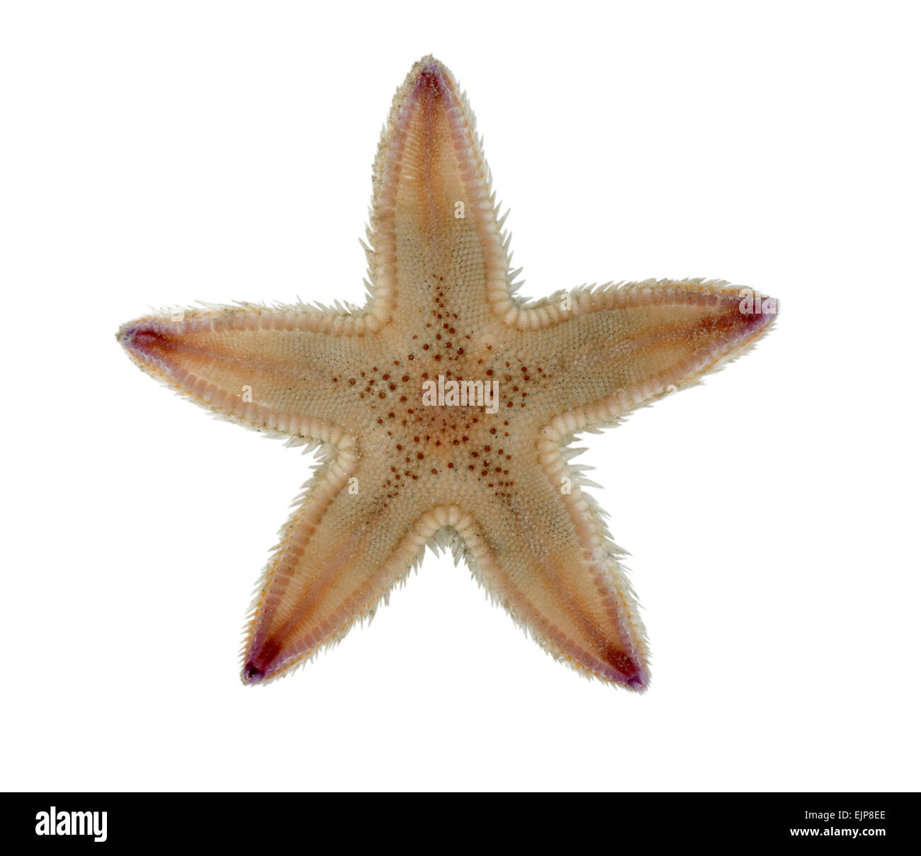 Sand Star - Astropecten irregularis Stockfoto