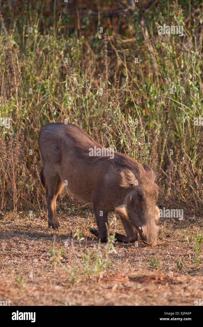 Warzenschwein (Phacochoerus Africanus). Technik der Kopf nach unten erreichen mit Schnauze geschliffen Fütterung, Nase Futter Rout und Weiden. Stockfoto