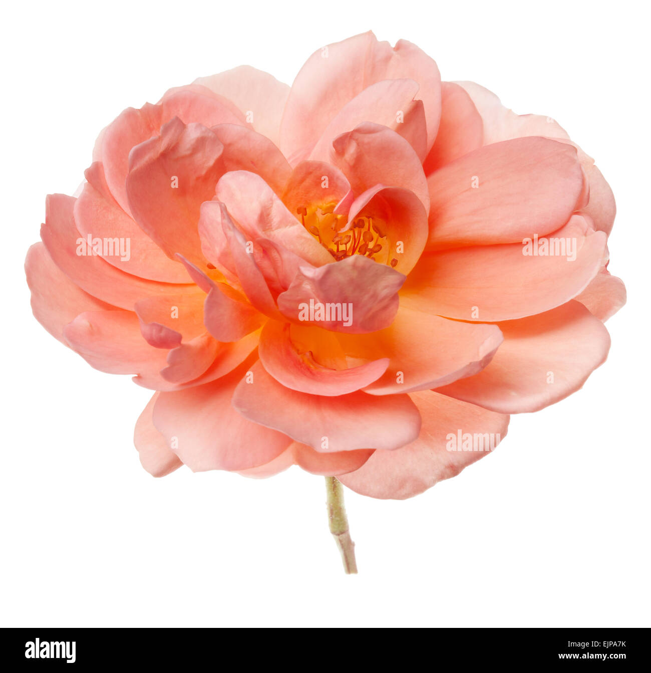 Pfirsich pink Garten rose Blume in Vase auf einer rein weißen Hintergrund isoliert Stockfoto