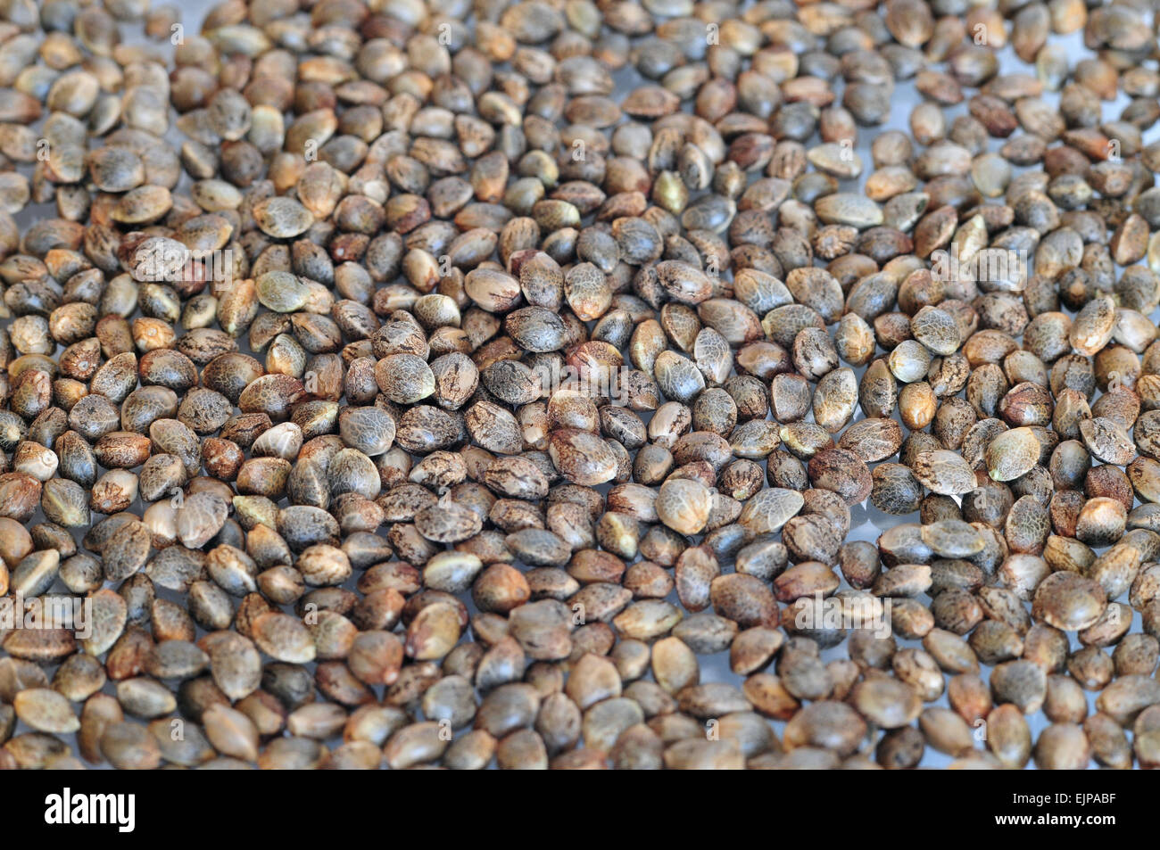 Cannabis-Samen Auf Weißem Hintergrund Schließen. Hanfsamen Für Das  Anpflanzen Von Marihuana-Seedtop Stockbild - Bild von gesund, getrennt:  260020297