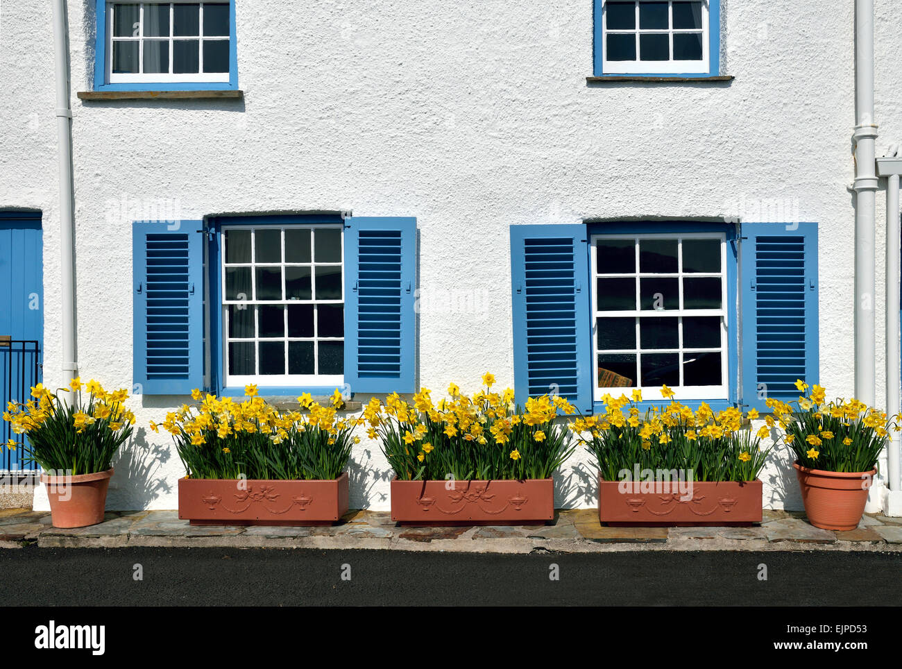 Ferienhaus eingerichtet mit Narzissen bei Mawes in Cornwall, Großbritannien Stockfoto