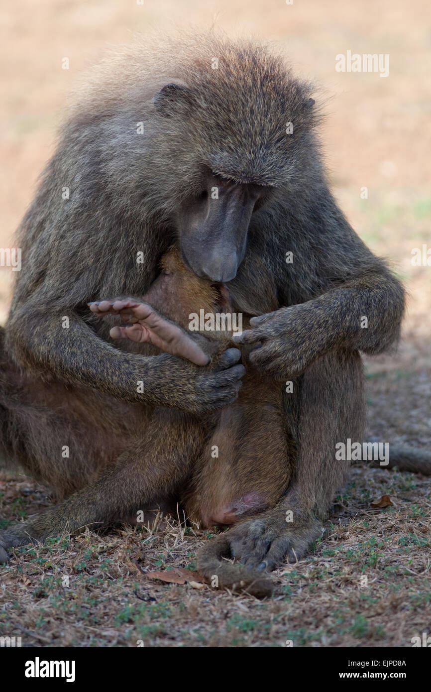 Oliven- oder Anubis Paviane (Papio Anubis). Mutter und junge. Geschickten Händen und stellen pflücken und Reinigung Pelz Bein Spanferkel jung. Stockfoto