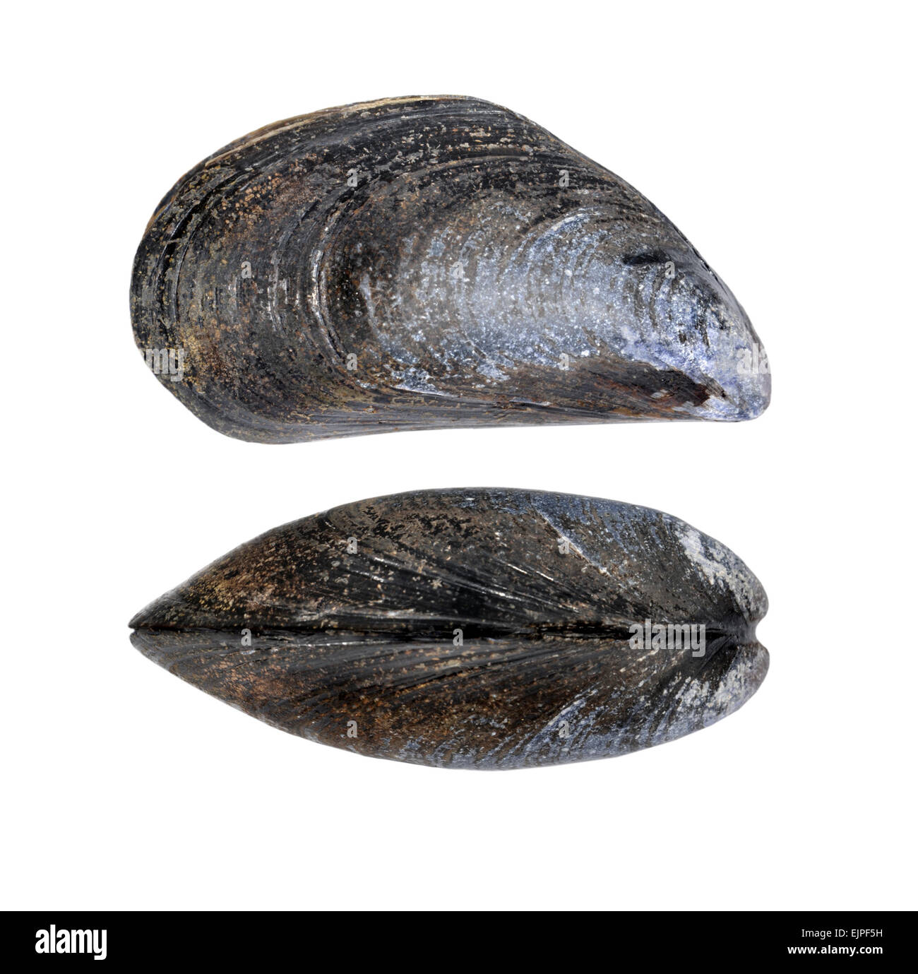 Gemeinsamen Muschel - Mytilus edulis Stockfoto