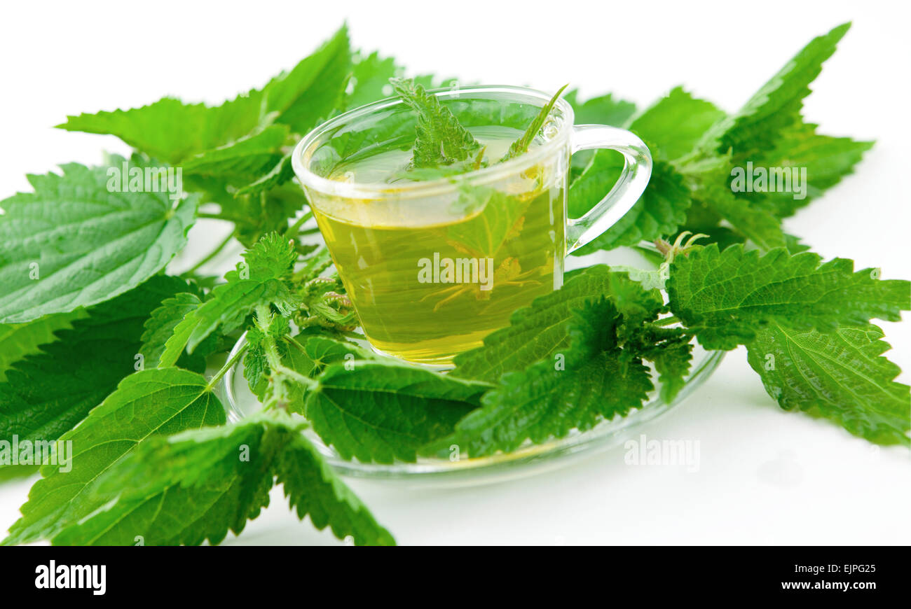 Grüner Tee mit frischen Brennnesseln auf weißem Hintergrund Stockfoto