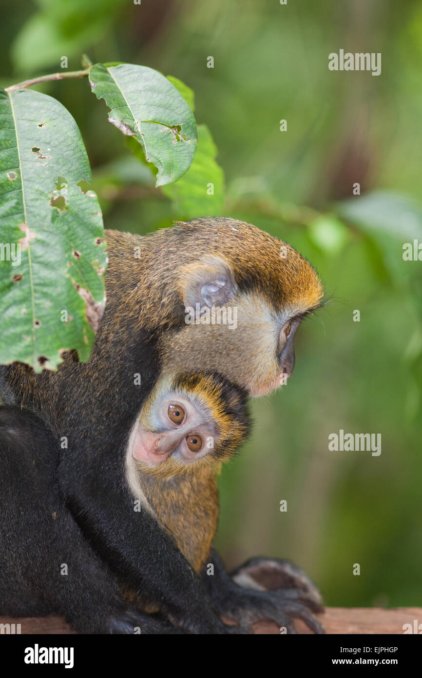 Mona Monkey und jung (Cercopithecus Mona) und Baby. wilde Tiere. Ghana. West-Afrika. Stockfoto