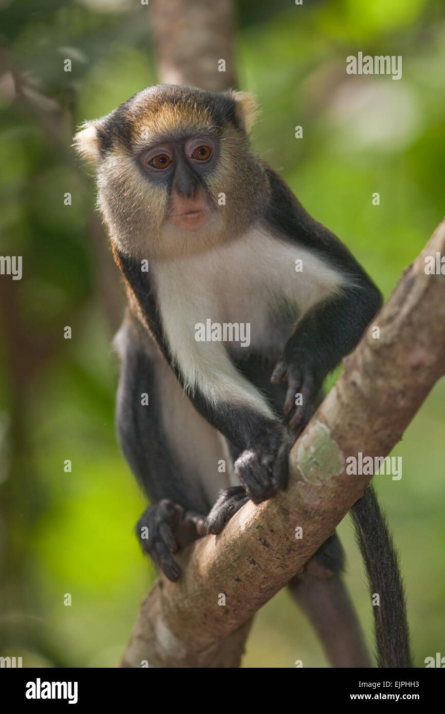 Mona Monkey (Cercopithecus Mona). Porträt. Ghana. West-Afrika. Stockfoto