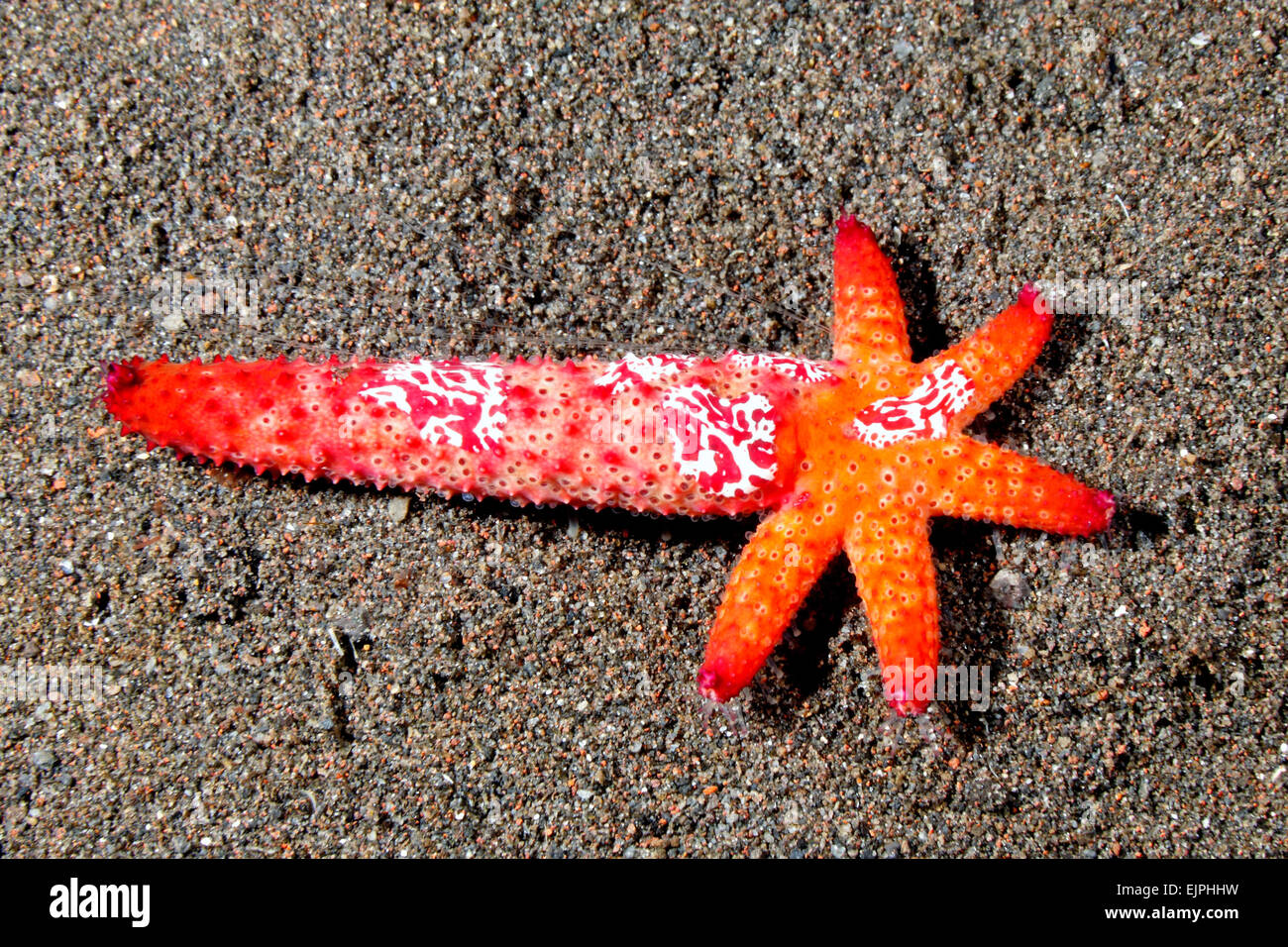Luzon Sea Star, Echinaster luzonicus, zeigen eine fünf arm Regeneration wächst aus dem Stumpf eines 'übergeordneten' Arm. Siehe unten für mehr Informationen. Stockfoto
