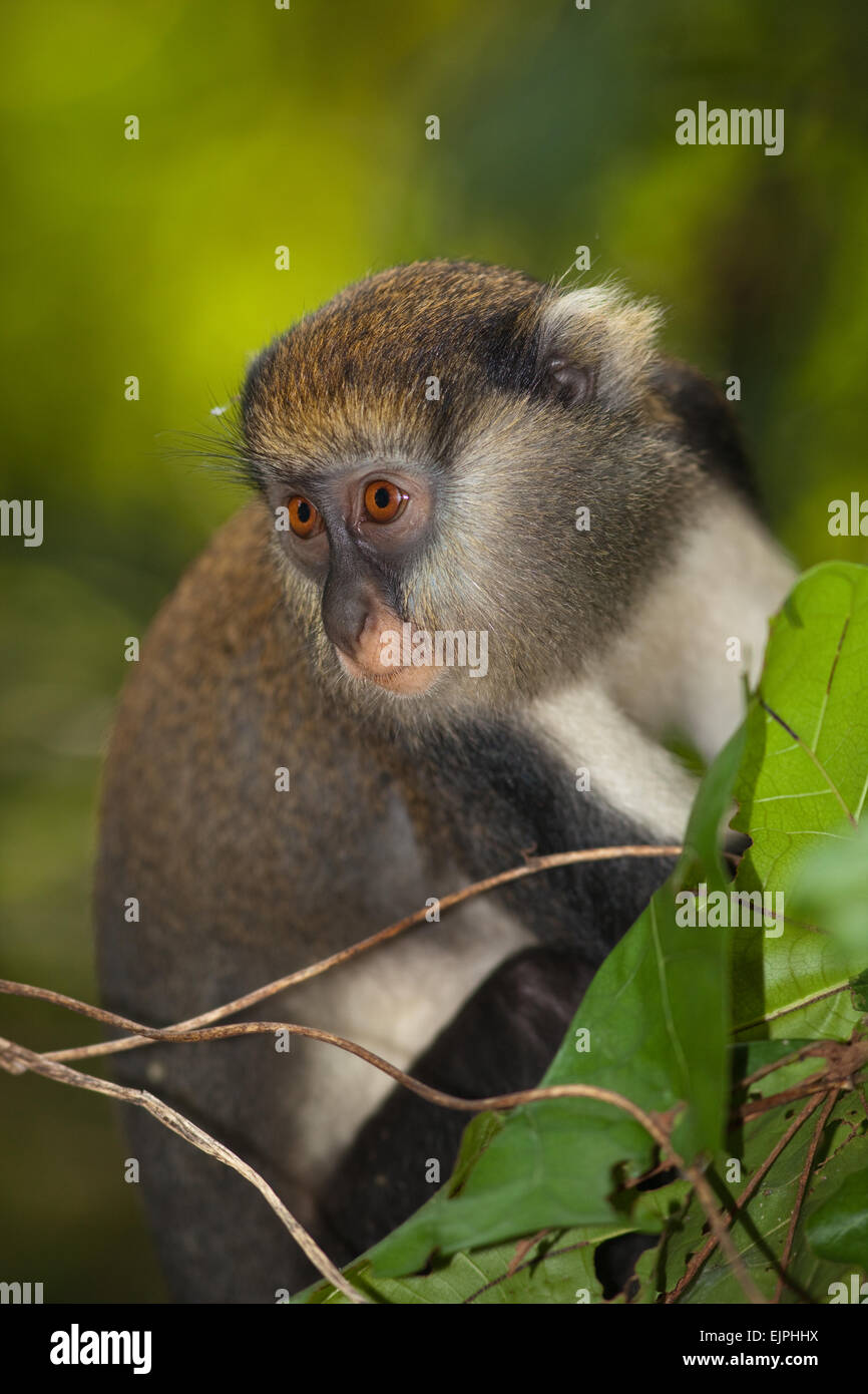 Mona Monkey (Cercopithecus Mona). Wildes Tier. Ghana. West-Afrika. Stockfoto