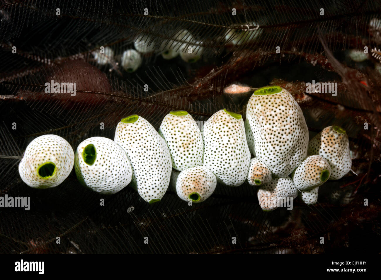 Eine Gruppe von Seescheiden oder Manteltieren, Didemnum Molle. Tulamben, Bali, Indonesien. Bali Meer, Indischer Ozean Stockfoto