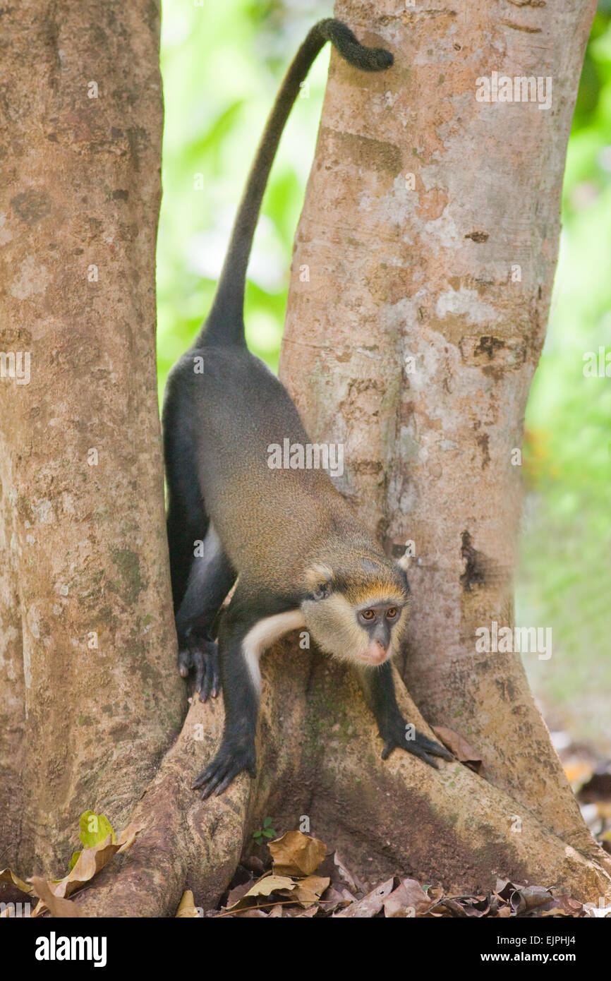 Mona Monkey (Cercopithecus Mona). Wildes Tier. Ghana. West-Afrika. Stockfoto