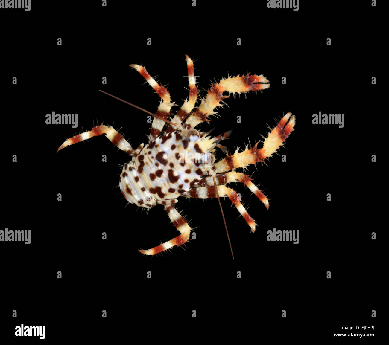 Stachelige Squat Lobster - Galathea strigosa Stockfoto