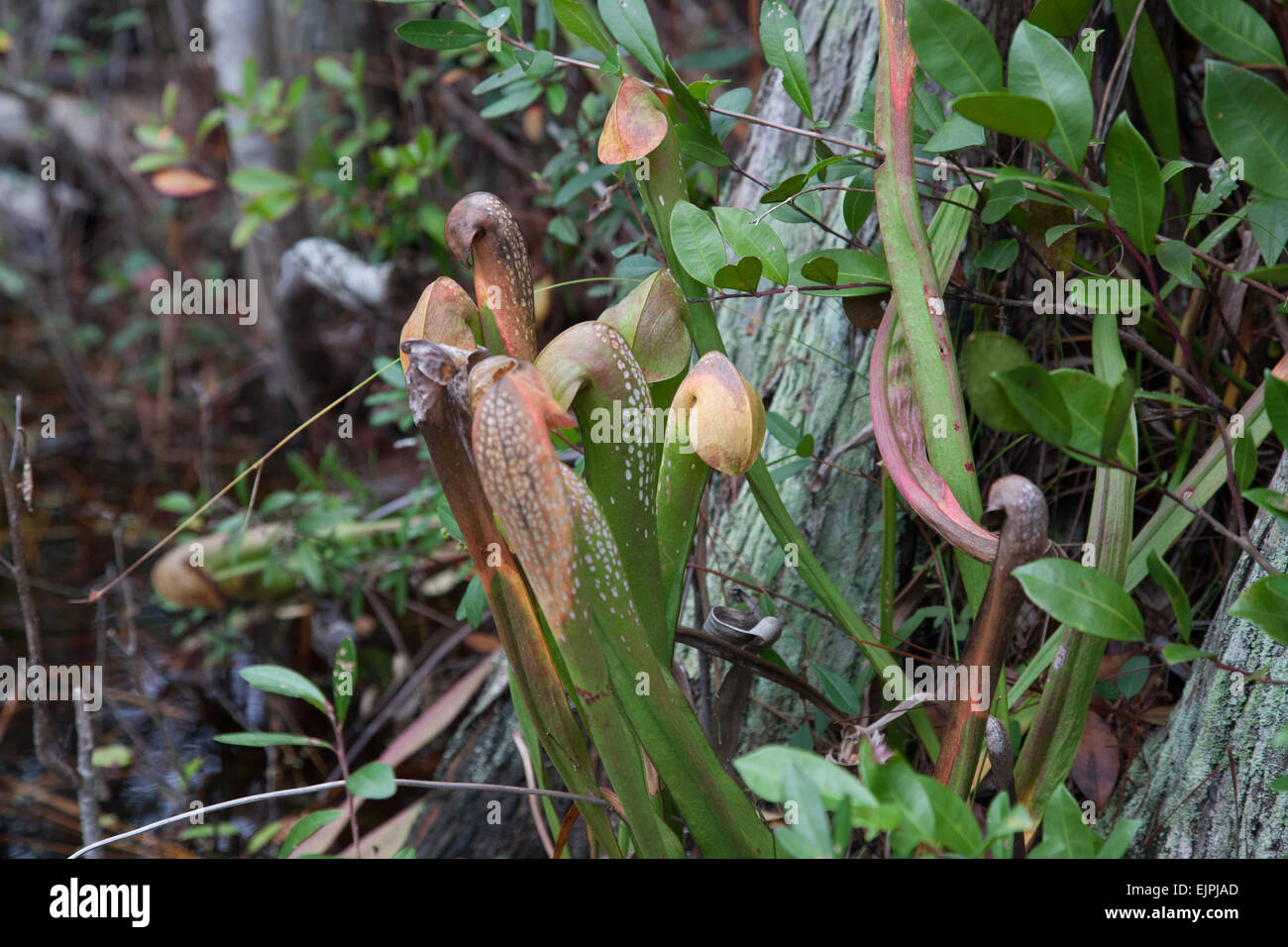 Sumpf fleischfressende Pflanzen, die wachsen in freier Wildbahn Stockfoto