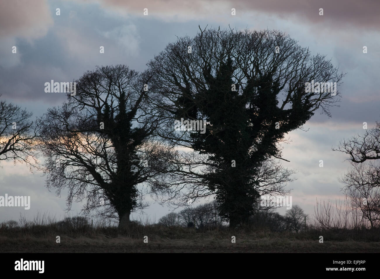 Eichen (Quercus Robur), Efeu (Hedera Helix), in der Silhouette zu unterstützen.  Winter, Januar, am frühen Abend. INGHAM. NORFOLK. Stockfoto