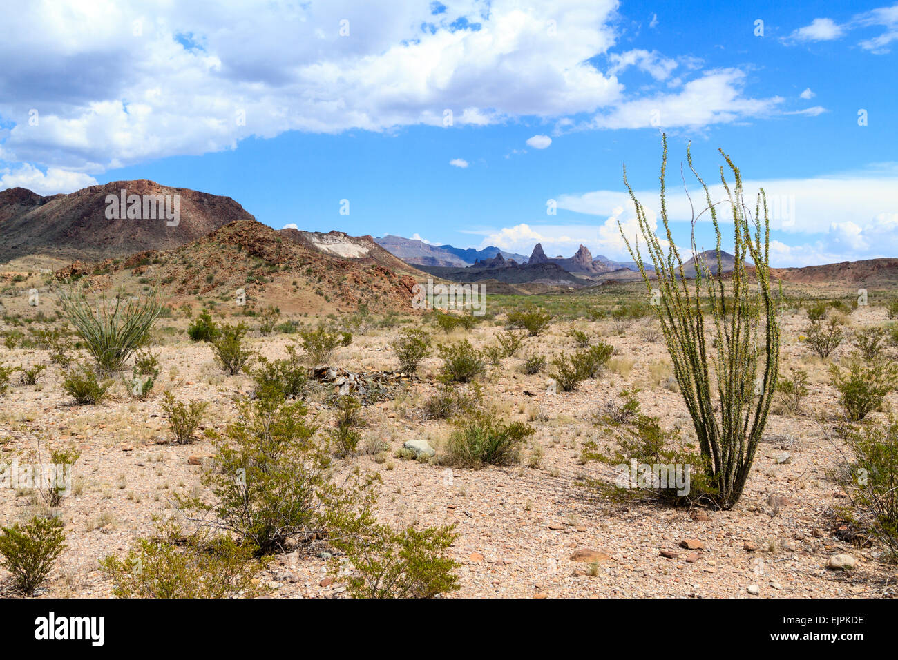 Ocotillo bei Mule Ohren übersehen, Big Bend Nationalpark, Texas Stockfoto