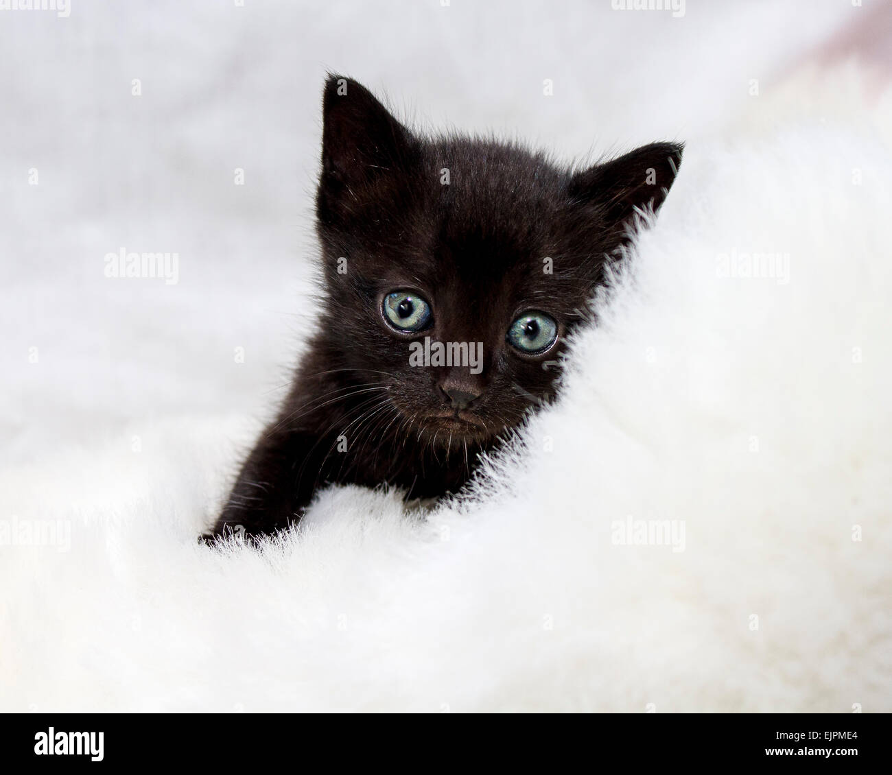 Niedliche 2 Wochen altes schwarzes Kätzchen mit groß grün blaue Augen und Schnurrhaare auf weißem Fell Stockfoto