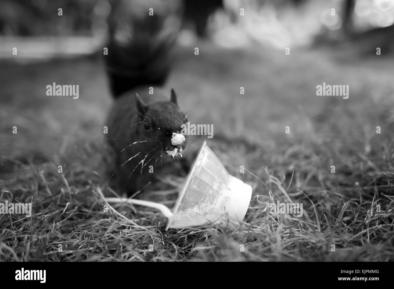 Eine nette lustige Eichhörnchen hat ein Genuss zu Essen gefunden. Stockfoto