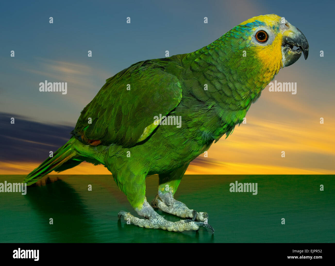 Papagei Nebenkeulen Amazon. (Amazona Aestiva). Stockfoto