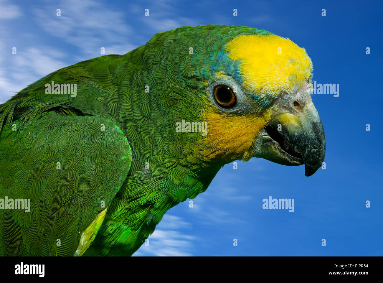 Papagei Nebenkeulen Amazon. (Amazona Aestiva). Stockfoto