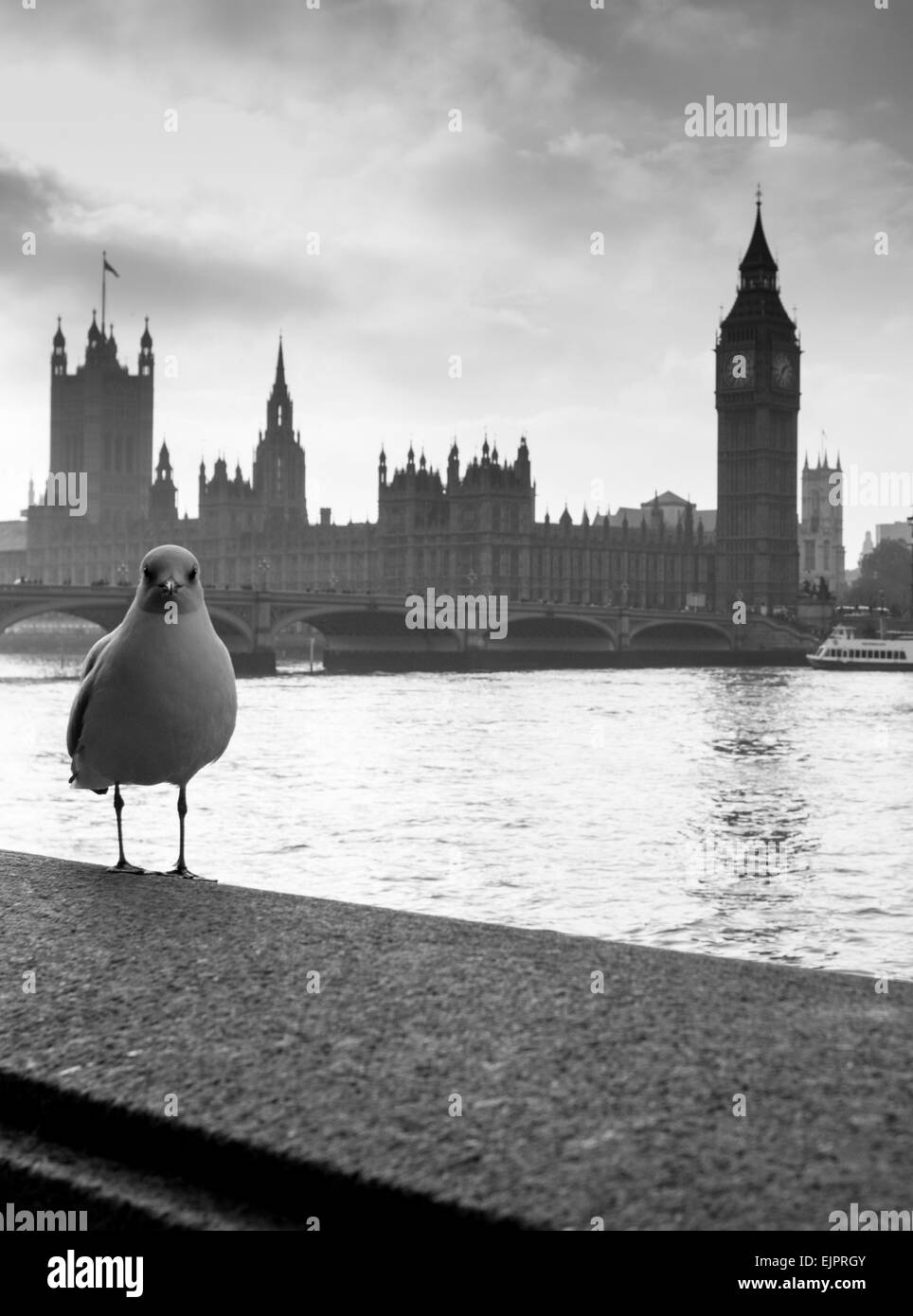 London. Westminster Bridge und Houses of Parliament. Vogel im Vordergrund Stockfoto