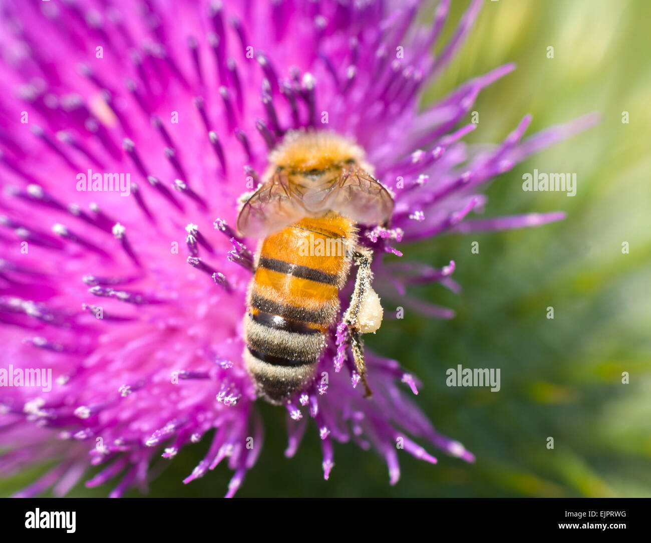 Honigbiene (Apis Mellifera) - Bestäubung eine Distel Flowerhead - New South Wales, Australien Stockfoto