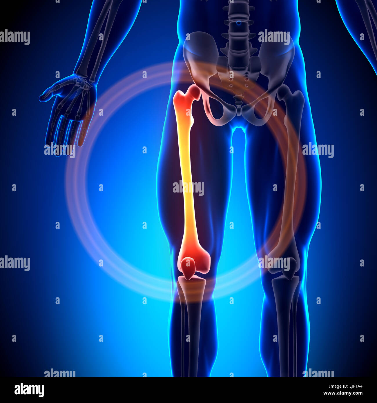 Männlichen Oberschenkel - Anatomie-Knochen Stockfoto