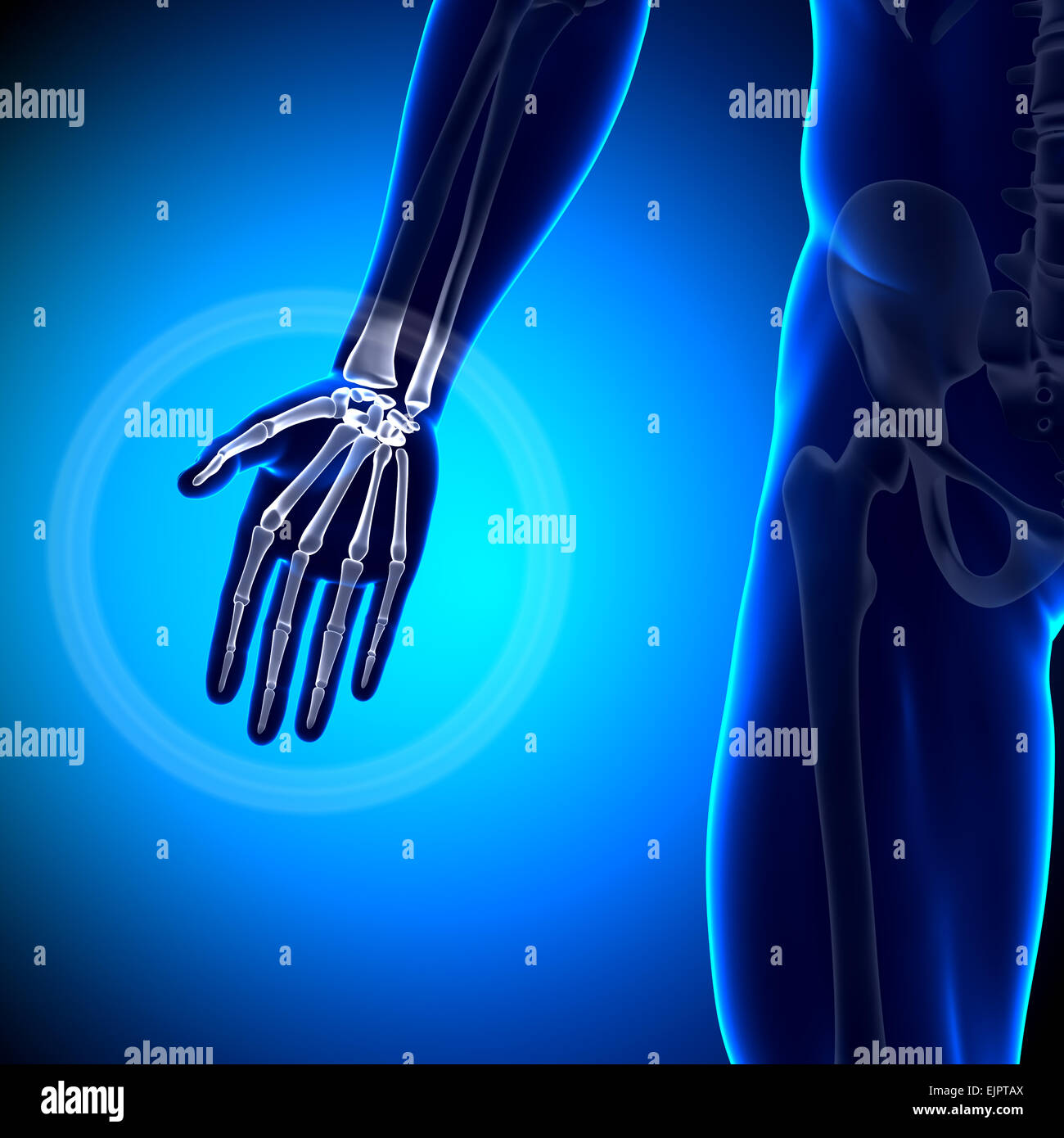 Männliche Palm Anatomie - Anatomie-Knochen Stockfoto