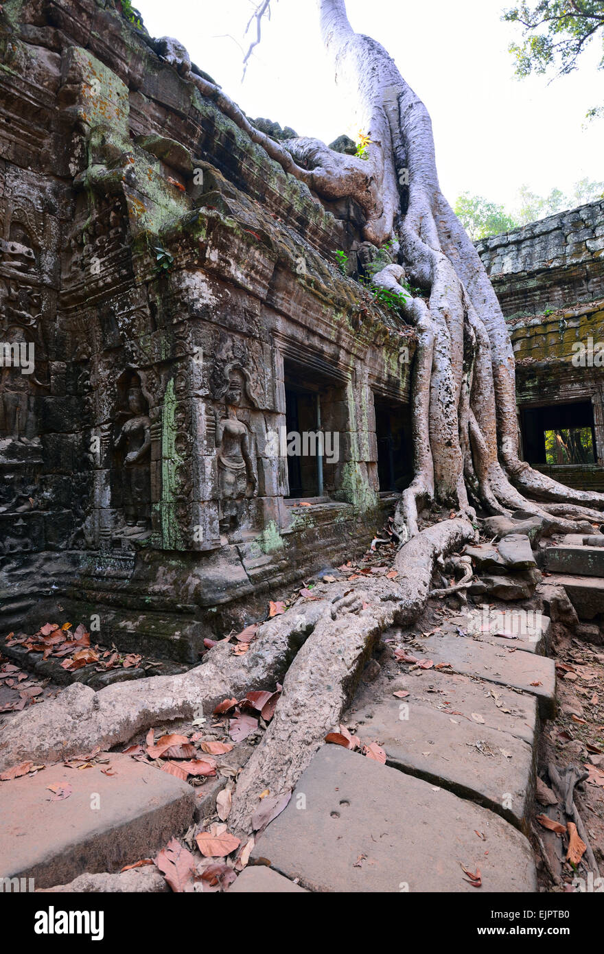 Ta Prohm Tempel mit großer Baum und Wurzeln. Ta Prohm ist auch bekannt als Dschungeltempel. Stockfoto