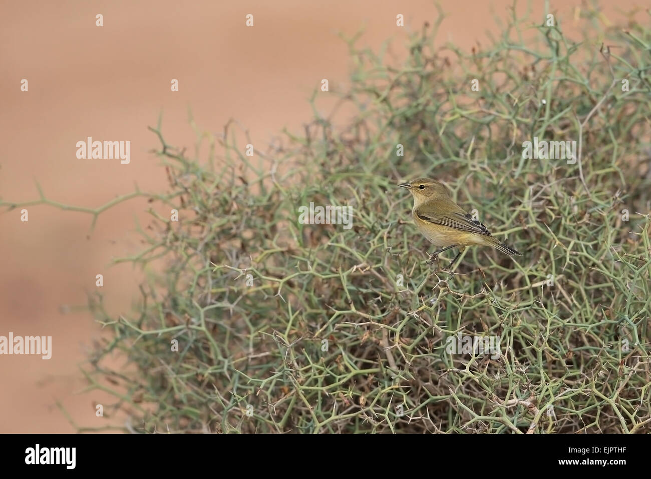 Eurasische Zilpzalp (Phylloscopus Collybita) Erwachsene, Herbst Migrant, thront in dornigen Busch, Marokko, November Stockfoto