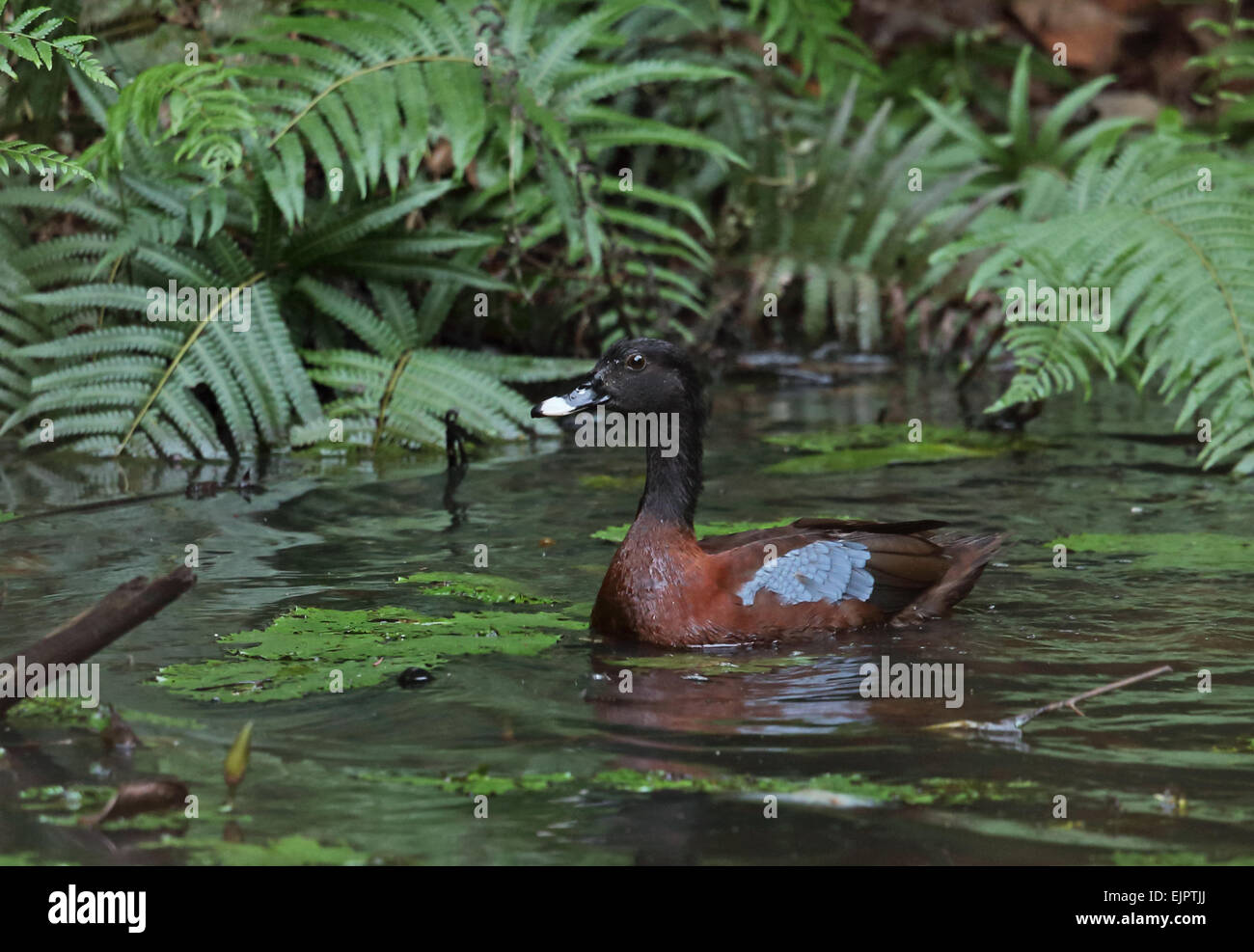 Hartlaub Ente (Pteronetta Hartlaubii) Erwachsenfrau, Schwimmen am Waldteich, Ankasa Reserve, Ghana, Februar Stockfoto