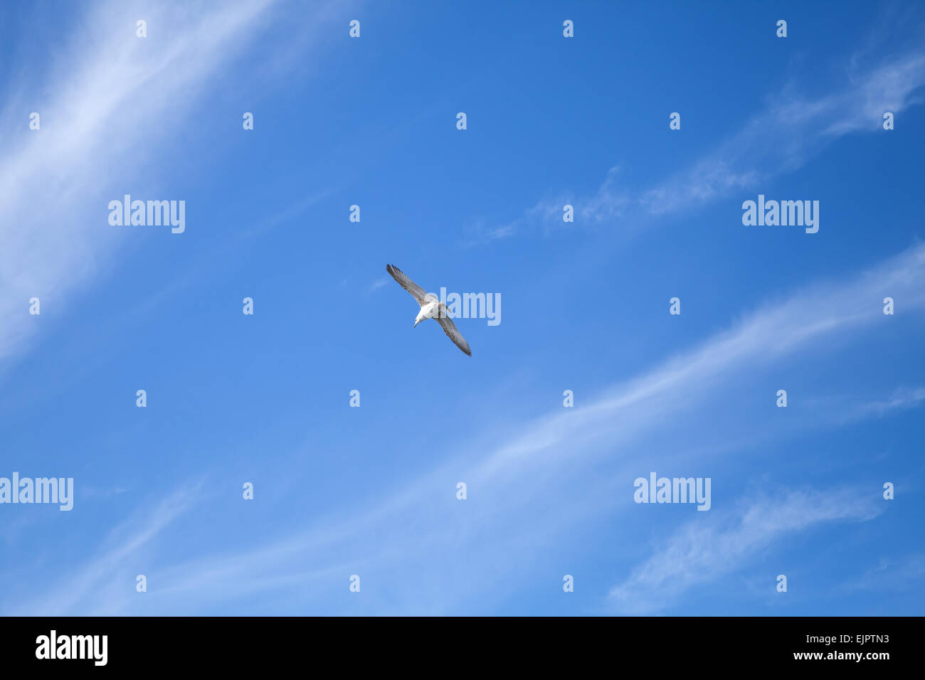 Möwe auf blauem Himmelshintergrund mit windigen Wolken fliegen Stockfoto