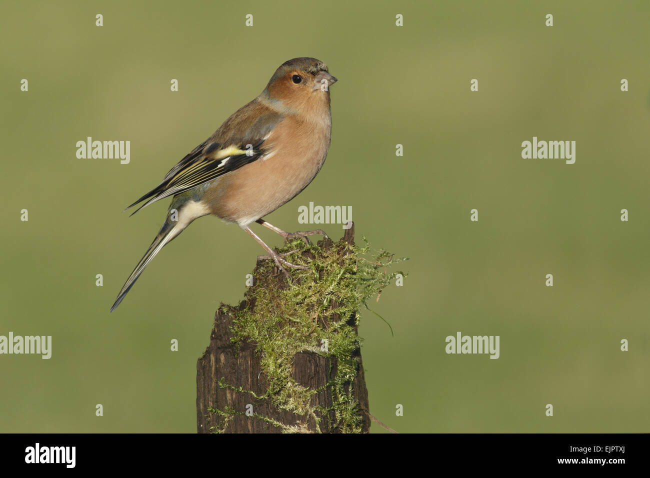 Gemeinsamen Buchfinken (Fringilla Coelebs) Männchen, thront auf bemoosten stumpf, West Yorkshire, England, Dezember Stockfoto