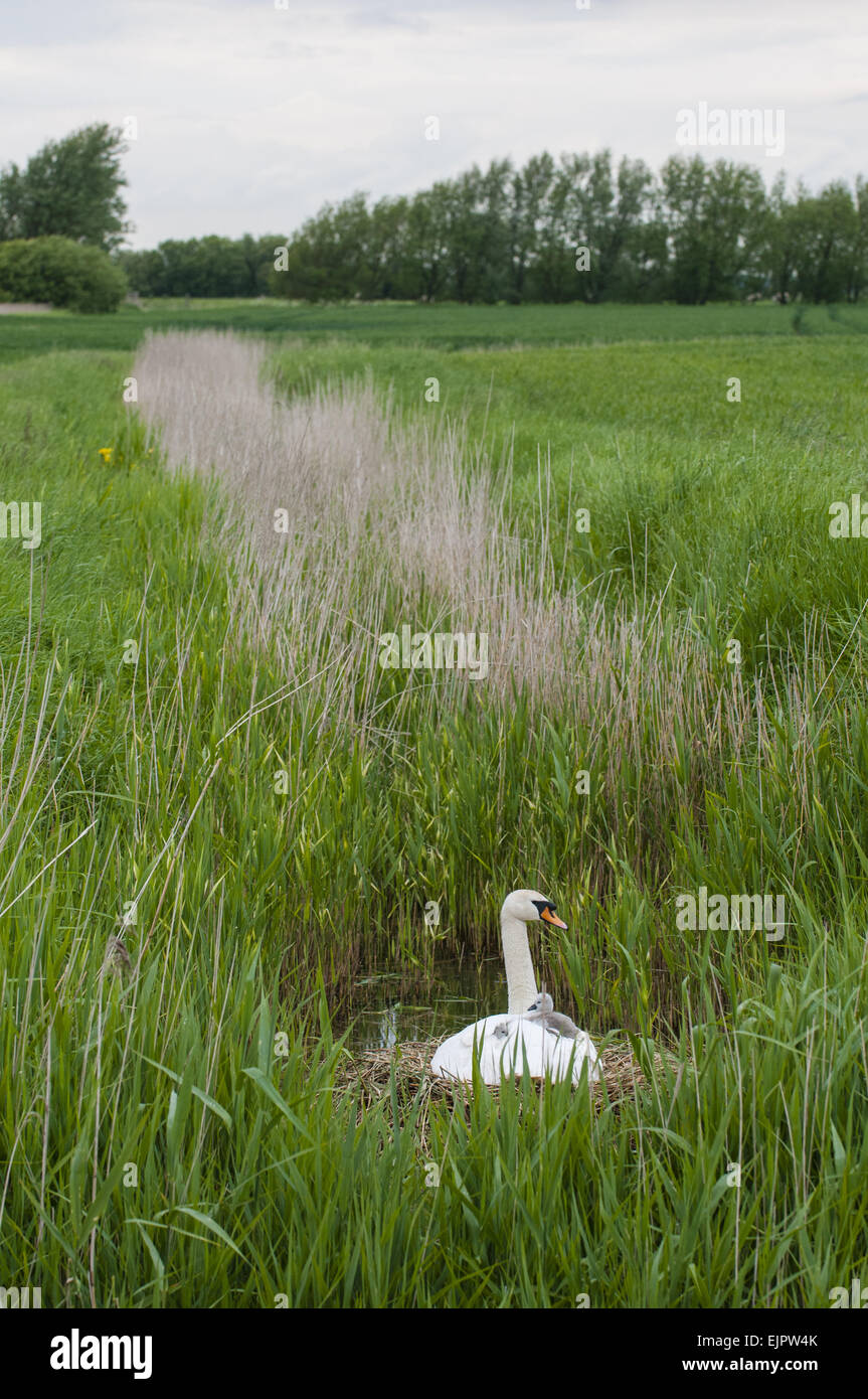 Höckerschwan (Cygnus Olor) Erwachsenfrau mit Cygnets auf Rückseite am Nest in Moorland Lebensraum, Romney Marsh, Kent, England, Mai Stockfoto