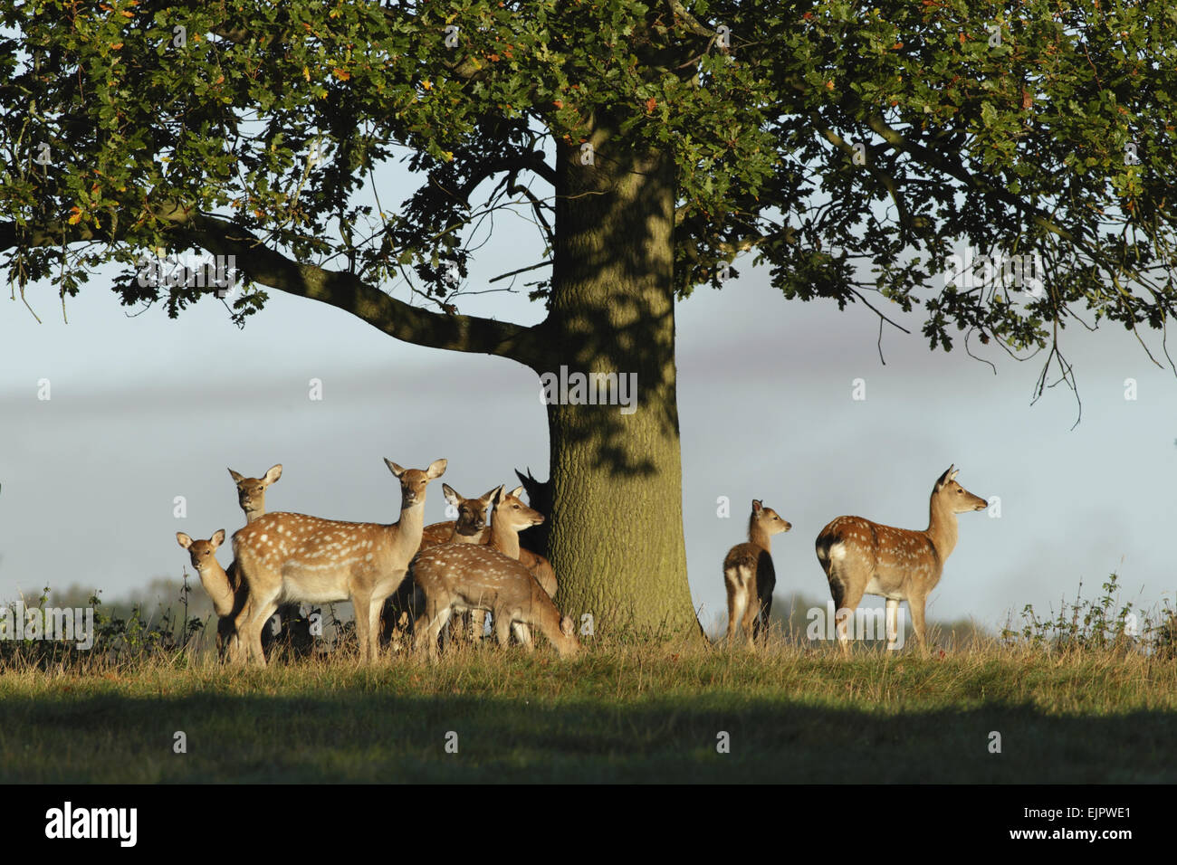 Damhirsch (Dama Dama) tut und schmeichelt, Herde stehen unter Eiche, Studley Royal Deer Park, Studley Roger, North Yorkshire, England, Oktober Stockfoto