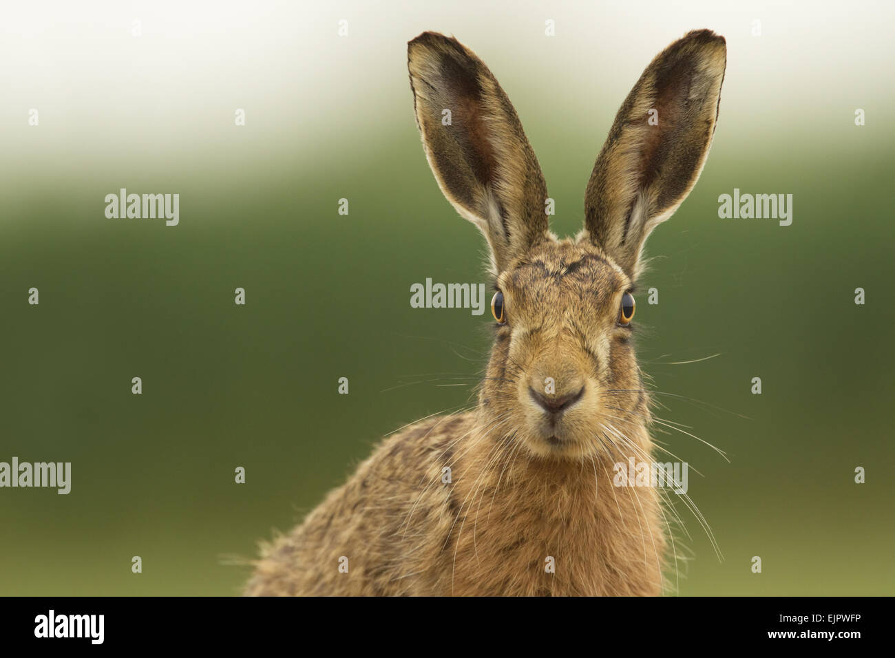 Feldhase (Lepus Europaeus) Erwachsene, Warnung, Nahaufnahme des Kopfes, Norfolk, England, Mai Stockfoto