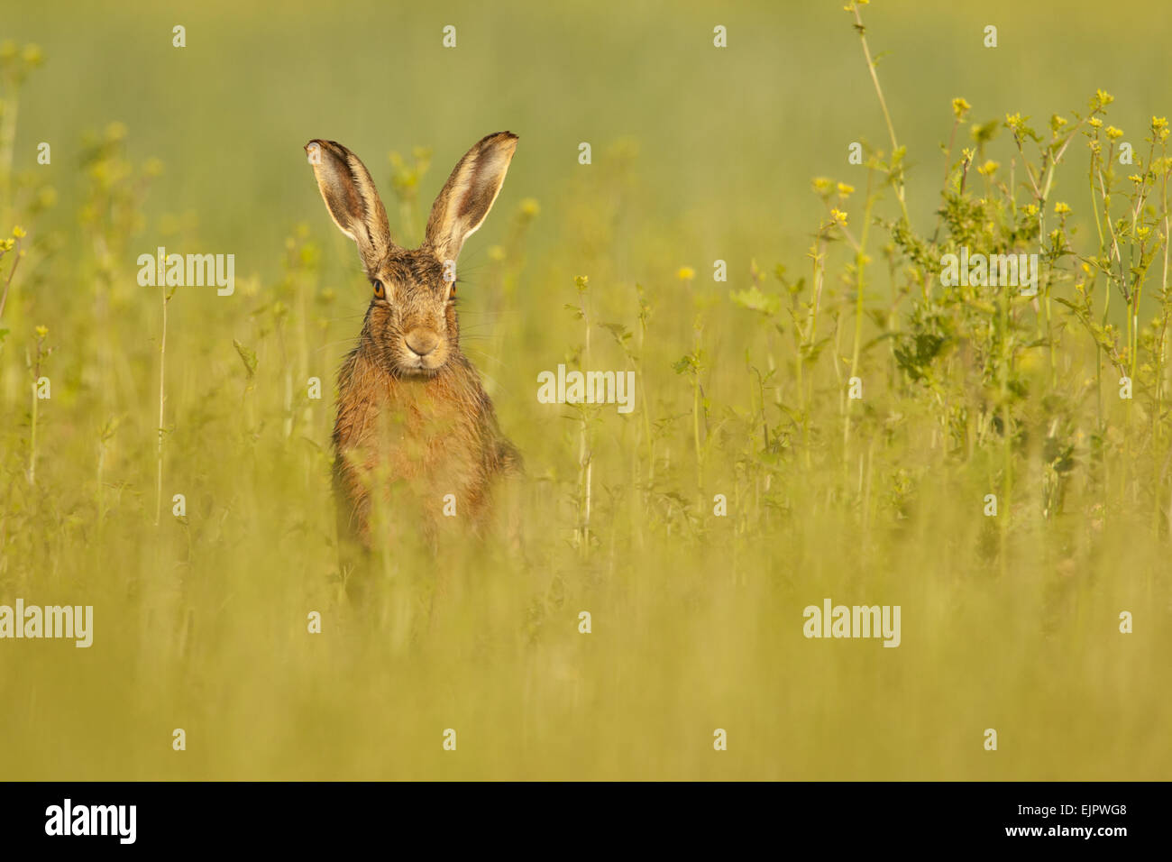 Feldhase (Lepus Europaeus) Erwachsene, sitzen in weißem Senf zuschneiden, Norfolk, England, Juni Stockfoto
