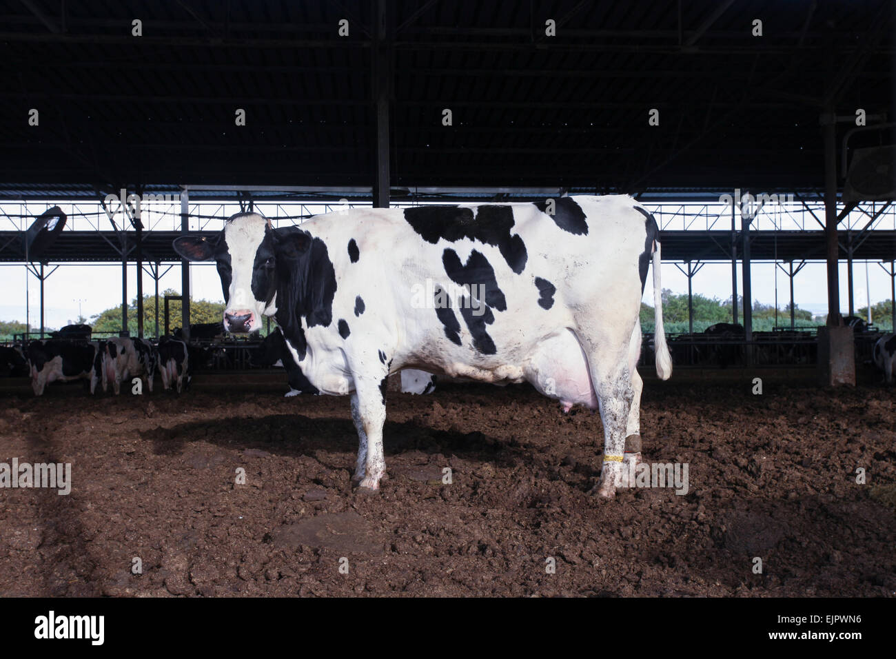 Holsteiner Kühe in einem Kuhstall während der Fütterungszeit. Stockfoto