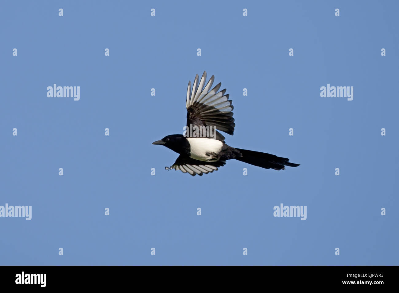 Gemeinsamen Elster (Pica Pica) Erwachsenen während des Fluges, Kent, England, Januar Stockfoto