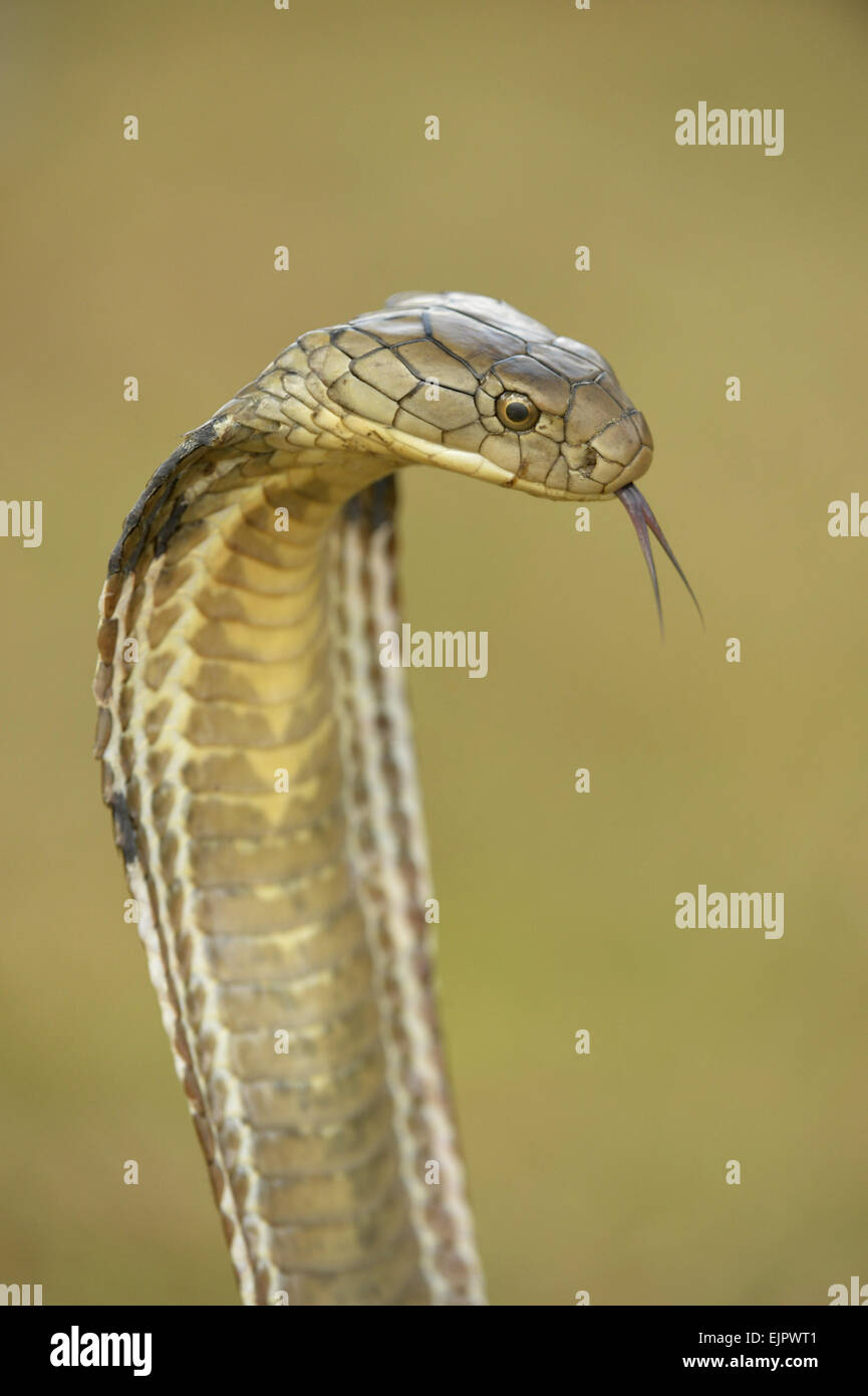 Königskobra (Ophiophagus Hannah) Erwachsene, Nahaufnahme des Kopfes, gespaltenen Zunge schnippte abgeflacht Aufbäumen mit Kapuze in Bedrohung Anzeige, Bali, kleinen Sunda-Inseln, Indonesien, Oktober Stockfoto