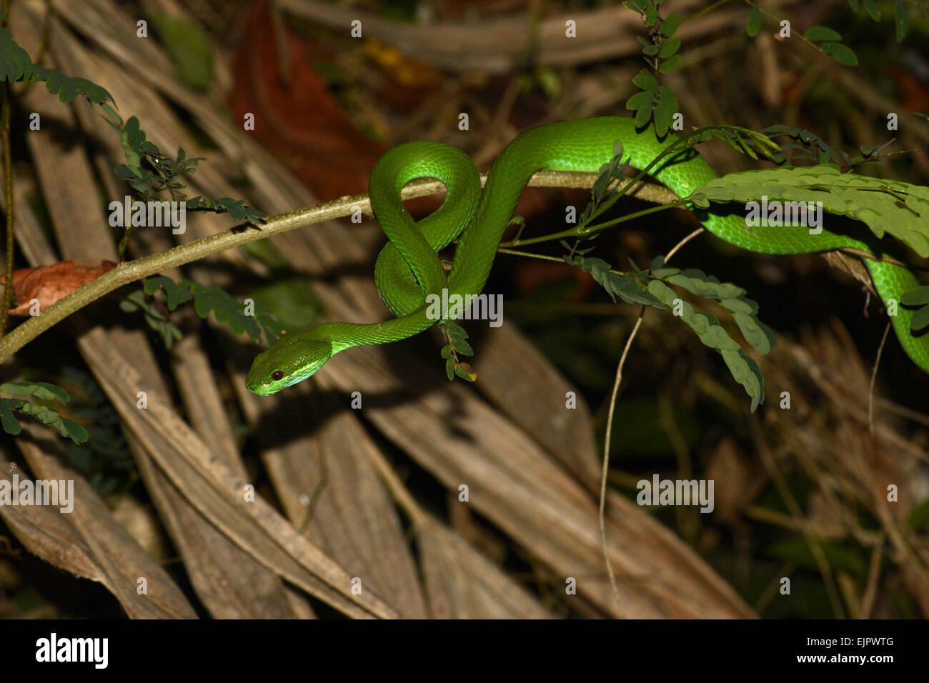 Weißlippen-Pitviper (Trimeresurus Albolabris Insularis) Erwachsenen auf Ast bei Nacht, Bali, Lesser Sunda-Inseln, Indonesien, Oktober Stockfoto