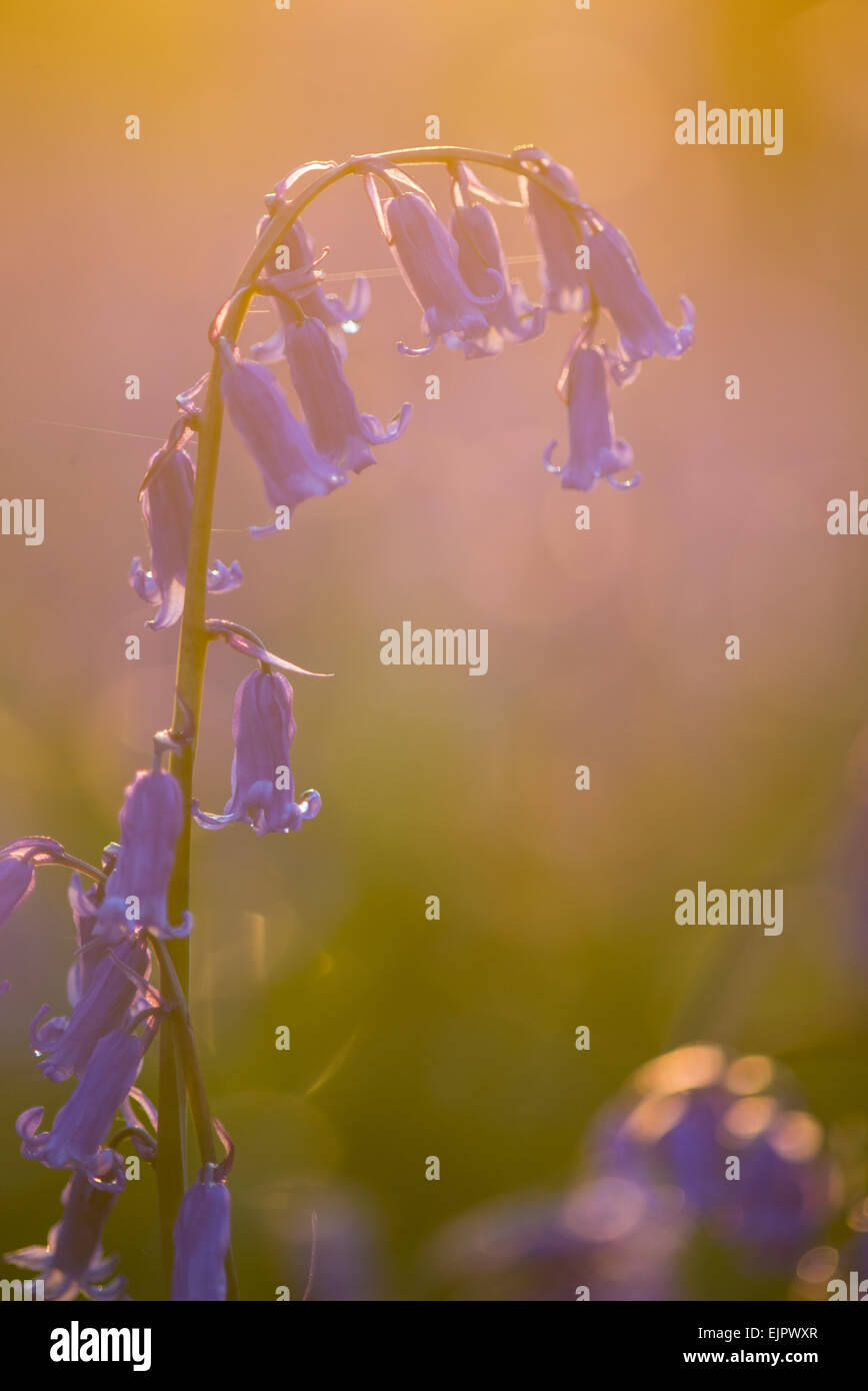 Bluebell (Endymion nicht-Scriptus) Nahaufnahmen von Blumen, wachsen im Laubwald bei Sonnenuntergang, Kent, England, April Stockfoto
