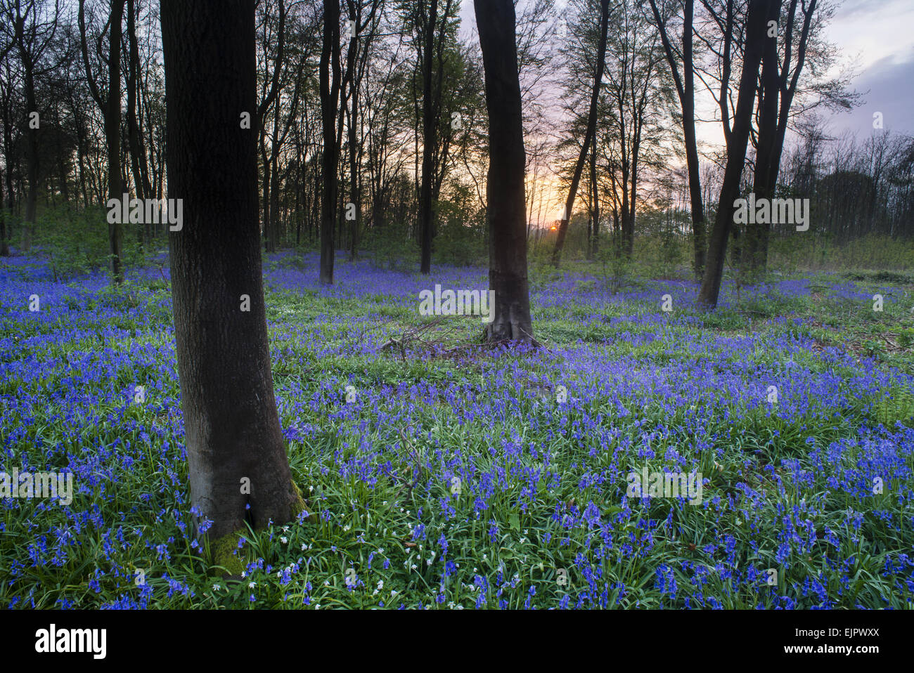 Bluebell (Endymion nicht-Scriptus) Blüte Masse, wächst in Laub-Wald Lebensraum in der Abenddämmerung, Kent, England, April Stockfoto