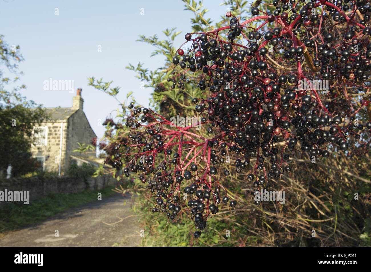 Ältere (Sambucus Nigra)-Nahaufnahme von Beeren, wächst in Hecke neben Landstraße, mit Haus im Hintergrund, Thorner, West Yorkshire, England, September Stockfoto