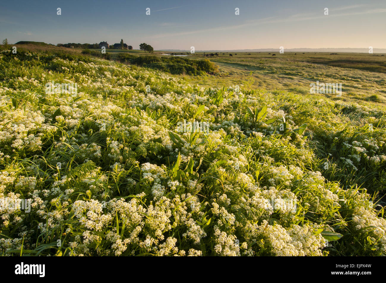 Hoary Cress (Cardaria Felsenblümchen) Blüte Masse, wächst in küstennahen Weiden Marsh Lebensraum in der Morgendämmerung, Elmley Sümpfe N.N.R., North Kent Sumpfgebiete, Isle of Sheppey, Kent, England, Mai Stockfoto