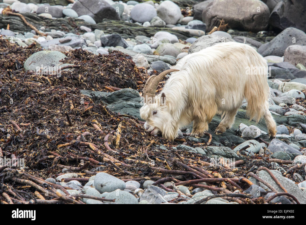 Wilde weiße Ziege ernähren sich von Seegras auf Stein Strand Isle of Jura, Schottland.  Legende hat es, das sie stammen von Tieren Stockfoto