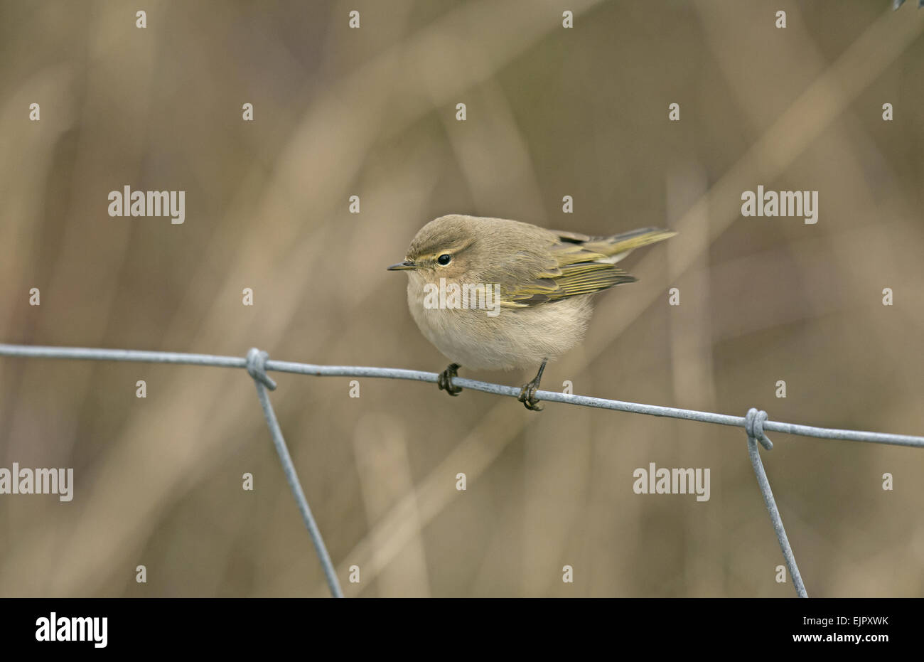 Sibirische Zilpzalp (Phylloscopus Collybita Tristis) Erwachsene, Vagrant gehockt Drahtzaun, Burton Marsh, Burton bloße Feuchtgebiete RSPB Reserve, Dee Mündung, Cheshire, England, Januar Stockfoto