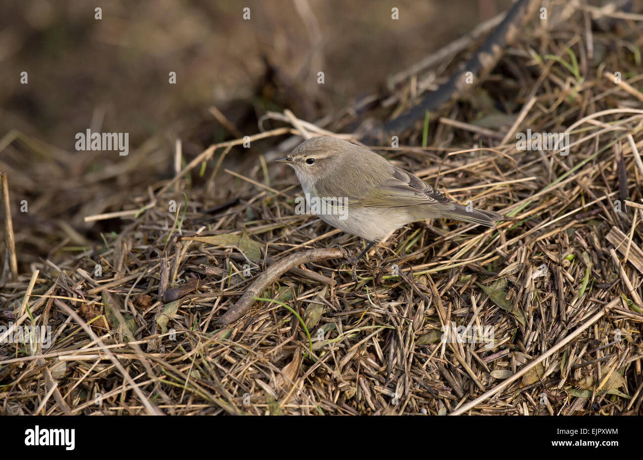 Sibirische Zilpzalp (Phylloscopus Collybita Tristis) Erwachsene, Landstreicher stehend über Gezeiten Wrack, Burton Marsh, Burton bloße Feuchtgebiete Stockfoto