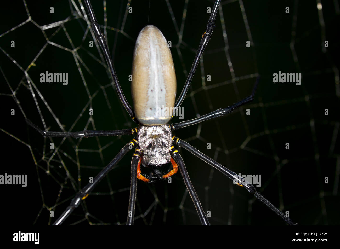 Northern Giant Golden Orb Web Spider (Nephila pilipes), Queensland, Australien Stockfoto