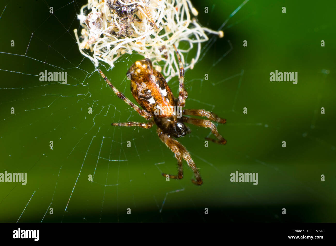 Spider (Cyclosa Insulana), Queensland, Australien Stockfoto